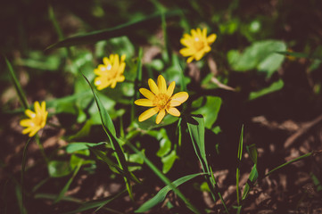 Blooming yellow flowers in the green grass on the background of the earth