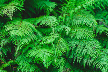 Large green leaves of the forest fern