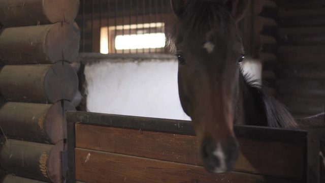 A brown foal horse in a stable on a farm.