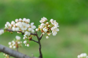 A blooming cherry tree, a branch close-up with white flowers and young green leaves, against the background of green grass