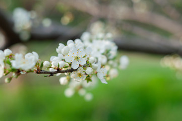 A blooming cherry tree, a branch close-up with white flowers and young green leaves, against the background of green grass
