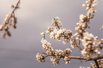 Blossoming cherry tree, a branch close-up with blooming white flowers and young green leaves against a blue sky