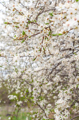 Blooming sweet cherry tree, with blooming white flowers and young green leaves