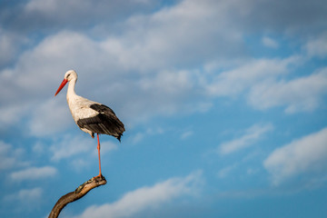 White stork standing on a dead branch.