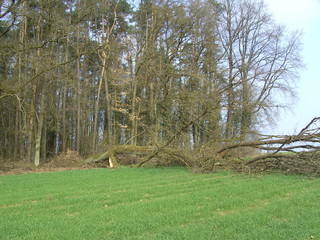 Obraz premium Wald. Umgestürzter Baum nach dem Unwetter.