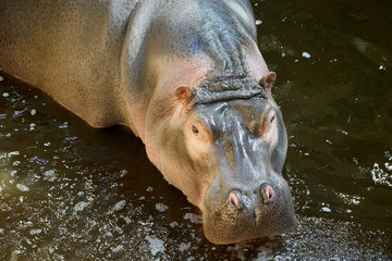 Hippopotamus in the water