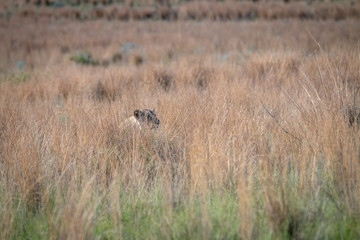 Lion stalking animals in the high grass.