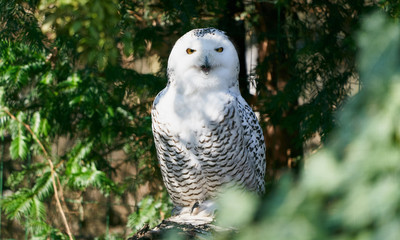 Beautiful white owl