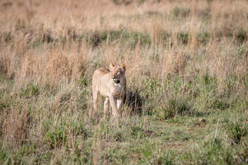Lion walking towards the camera.
