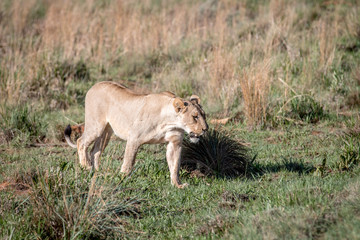 Fototapeta na wymiar Lion walking in the grass in Welgevonden.