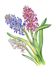 Fototapeta na wymiar Bouquet of hyacinths, hand drawing on a white background, isolated with clipping path.