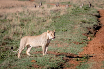 Fototapeta na wymiar Lion walking in the grass in Welgevonden.