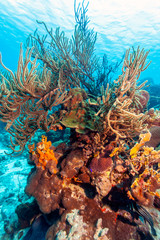 Fototapeta na wymiar Underwater coral reef with sponges