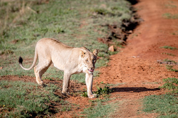 Fototapeta na wymiar Lion walking towards the camera.