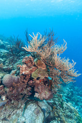 Naklejka premium Underwater coral reef with sponges