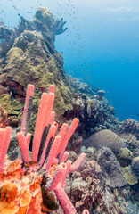 Naklejka na ściany i meble Underwater coral reef with sponges