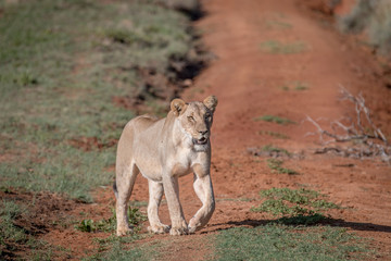 Lion walking towards the camera.