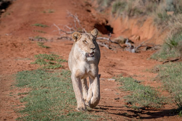 Lion walking towards the camera.
