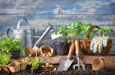 Seedlings of lettuce and tomatoes with gardening tools at the back yard