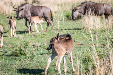 Blue wildebeest calves standing in the grass.