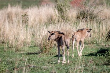 Blue wildebeest calves standing in the grass.