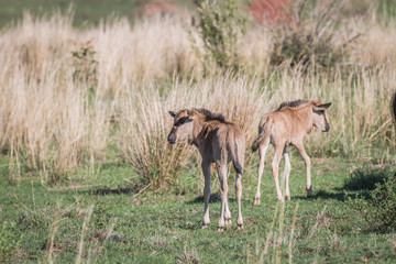 Blue wildebeest calves standing in the grass.