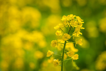 Rape flowers close-up in spring in LongQuanYi mountains, Chengdu, China