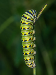 monarch butterfly, Danaus plexippus
