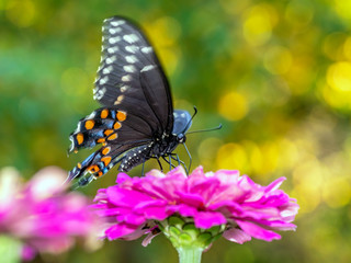 Papilio troilus, the spicebush swallowtail