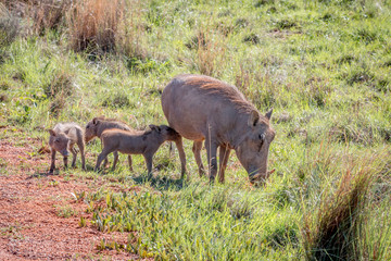 Family of Warthogs with babies.