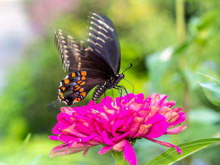 Papilio troilus, the spicebush swallowtail