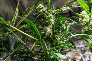 Marijuana Plant On silver Background. Growing weed indoor.