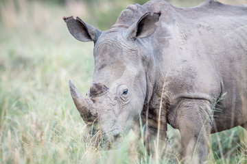Close up of a White rhino in the grass.