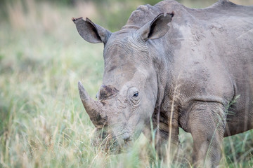 Obraz premium Close up of a White rhino in the grass.