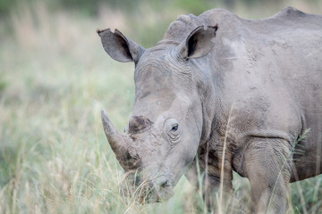 Obraz premium Close up of a White rhino in the grass.