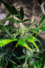 fresh flowering cannabis buds. Female plant of marijuana