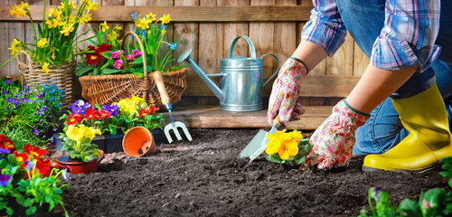 Planting flowers in sunny garden - obrazy, fototapety, plakaty