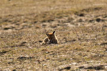 wild red fox walking on the meadow looking for food