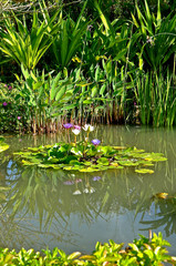 Water lily reflection pool