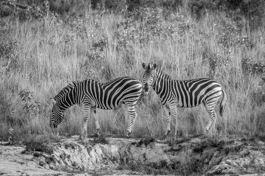 Two Zebras standing in the grass.