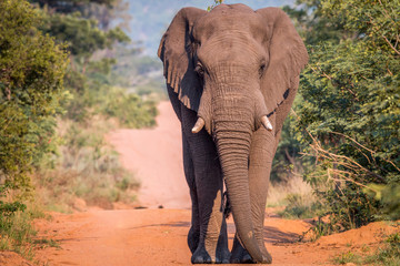 Fototapeta na wymiar Big Elephant bull walking on the road.
