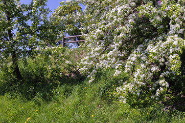 flowering pear trees with white flowers; slope with fruit trees and green grass with yellow dandelions