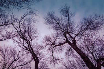 Leafless trees on blue sky background. Abstract trees, view from below