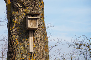 Wooden bird cage in the tree in spring