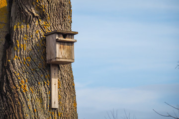 Wooden bird cage in the tree in spring