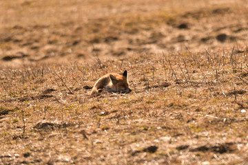 wild red fox walking on the meadow looking for food