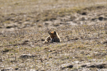 wild red fox walking on the meadow looking for food