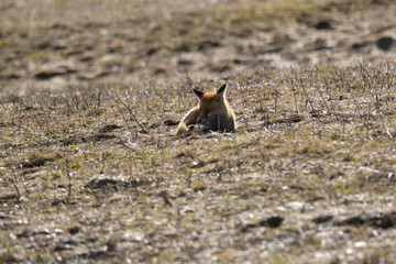 wild red fox walking on the meadow looking for food