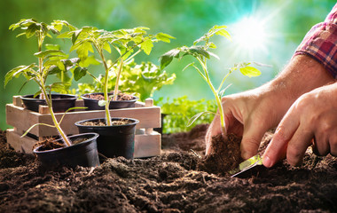 Farmer planting tomatoes seedling in organic garden