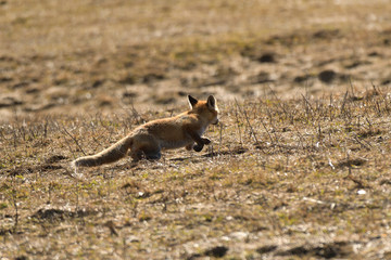 red fox wildlife hunting on the meadow for feed